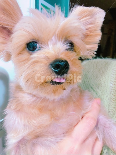 강아지,메롱,실크테리어,요크셔테리어,귀여운,동물,animal,포유류,mammal,개,강아지,dog,doggy
