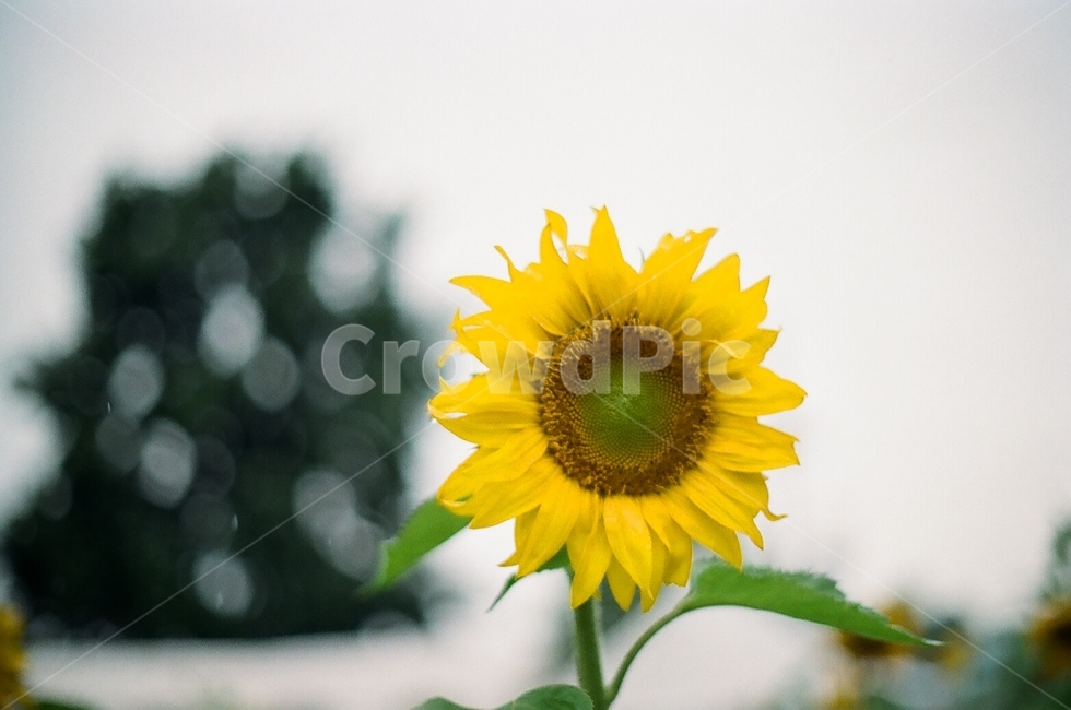 꽃,해바라기,필름사진,자연,풍경,식물,자연,plants,nature,꽃,flower,감성,sensible,feeling