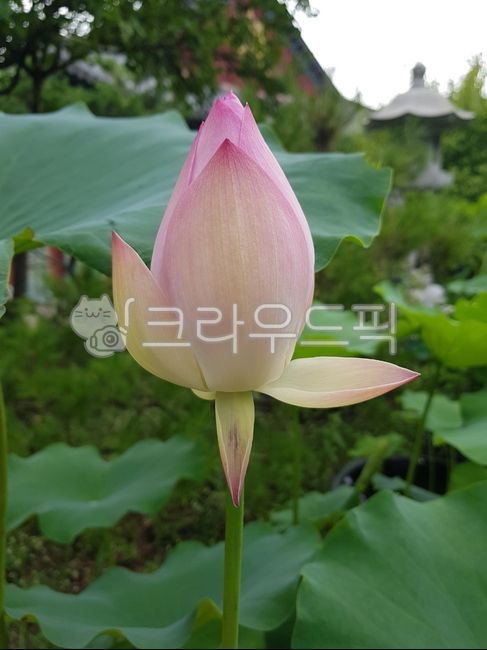 꽃,꽃잎,연꽃,연잎,여름