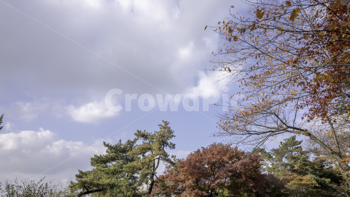 tree,나무,plant,식물,가을,구름,하늘,가을,계절,fall,autumn,season