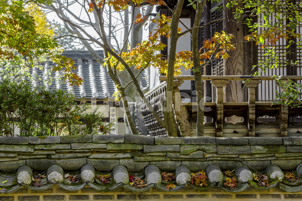담장,기와,전통가옥,고택,단풍,가을,가을,계절,fall,autumn,season,한국전통,한국문화,korean traditional,korean culture,건축물,건물외관,exterior,building,structure,architecture,construction