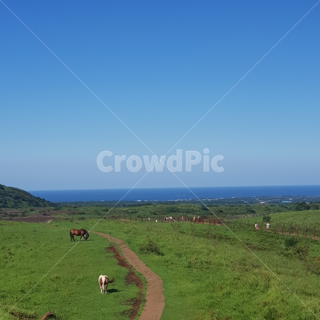 자연,들,수평선,바다,오름,말,nature,outdoors,grassland,field,자연,풍경,nature,landscape