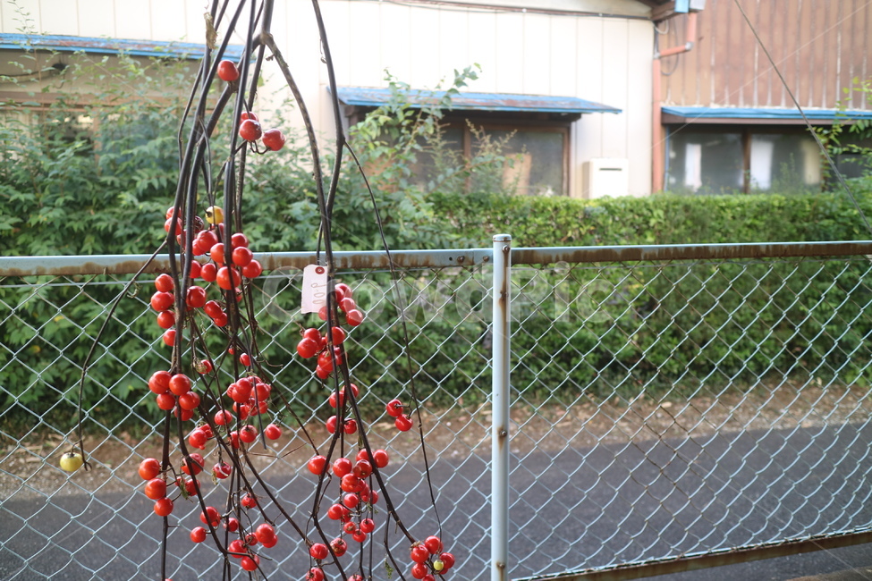 plant,식물,토마토,열매,tomato,가을,autumn,과일,열매,fruit