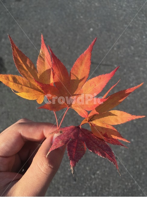소풍,가을,낙엽,단풍,메이플,maple,가을,계절,fall,autumn,season,plant,식물,leaf,잎,tree,나무