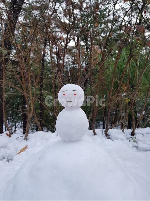 눈,눈사림,겨울,숲,상록수,겨울,계절,winter,season