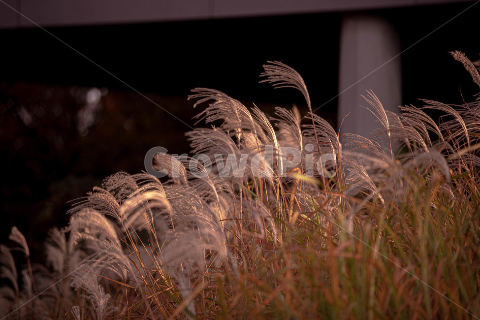 가을,겨울,공원,갈대,갈대숲,가을,계절,fall,autumn,season,plant,식물,grass,잔디,lawn,reed