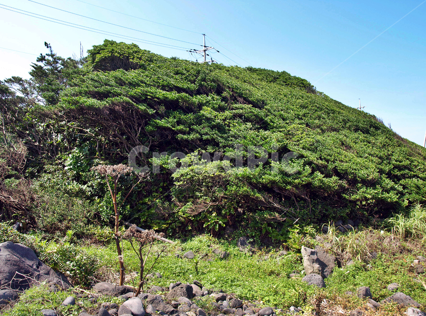 나무,수형,해풍,올레3코스,올레,제주,서귀포,자연,풍경,nature,landscape,plant,식물,tree