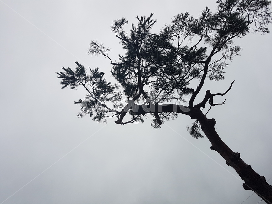 소나무,흑백,어두움,흐림,동양화,검정,tree,redpine,black,고독함,자연,nature,회색,gray,loneliness,식물,자연,plants,nature,나무,trees,wood
