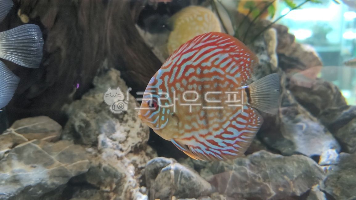 디스커스,열대어,수족관,아쿠아리움,물고기,민물고기,아쿠아,아쿠아스케이프,바다