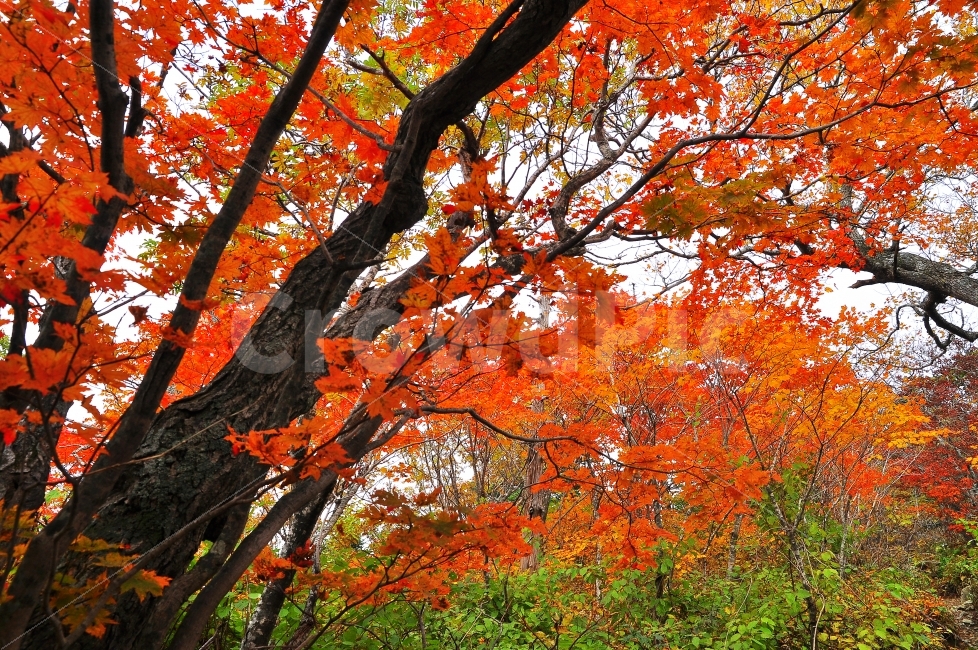 가을,설악산,국립공원,단풍,시즌,계절,단풍잎,leaf,season,maple,시안,디자인,디자이너,출판,편집,책자,서적,사보,카다로그,콘텐츠,리플렛,브로셔,모바일,팝업,전단,광고,색감,칼라풀,아름다운,뷰티풀,beautiful,sns,ebook,웹,마케팅,마켓팅,느낌,서정,나뭇,봉우리,능선,찬란한,화려한,mountain,autumn,fall,red,colorful,emotion,feeling,10월,그림같은,힐링,알록달록,울긋불긋,자연,식물,숲,산,명소,절경,산행,등산,관광,절정,빨강,노랑,초록,가을산,풍경,가을,계절,fall,autumn,season,식물,자연,plants,nature,나무,trees,wood,잎,plant,tree