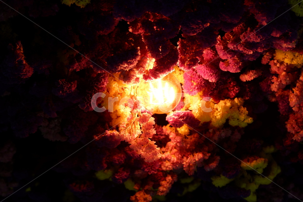 꽃,조명,nature,옥외,outdoors,꽃,flower