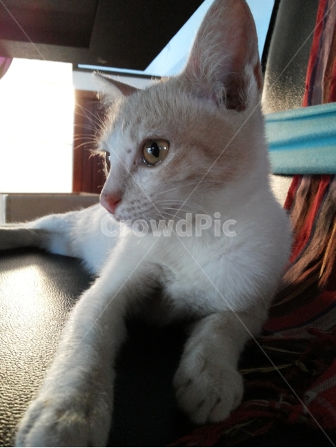 고양이,동물,아기고양이,cat,kitten,동물,animal,포유류,mammal,고양이,cat,kitten,kitty