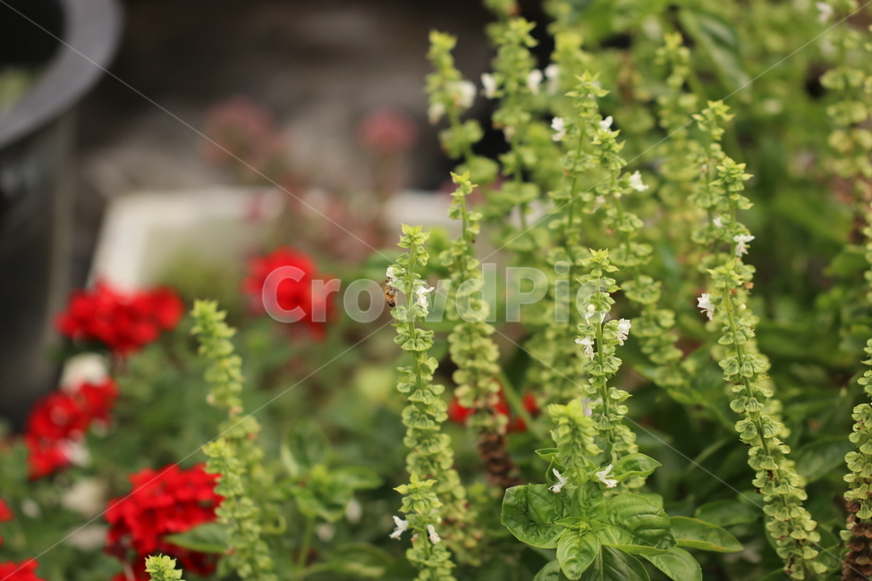 바질,향신료,벌,식물,꼬투리,약초,식물,자연,plants,nature