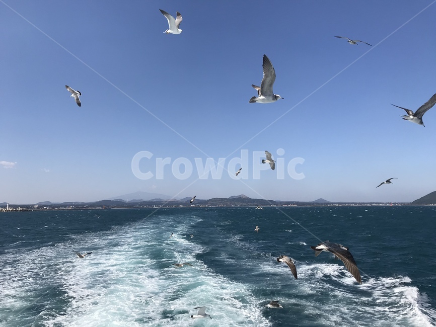 bird,새,water,물,바다,제주도,뱃길,갈메기,자연
