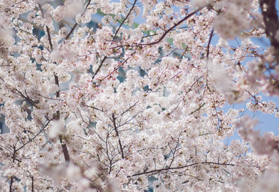 꽃,벛꽃,꽃송이,봄,벚꽃엔딩