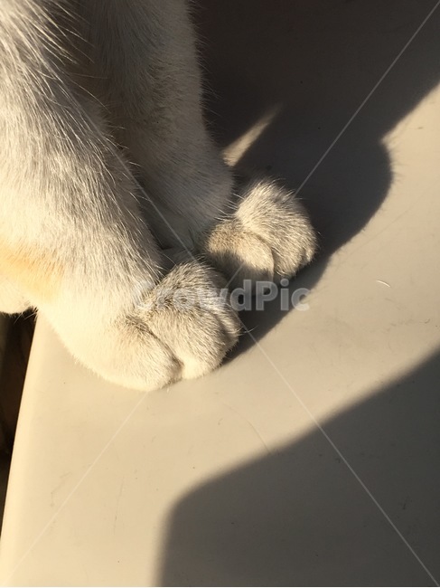 동물,고양이,감성사진,감성,휴식,힐링,길고양이,고양이발,발,느낌,사진,얌전,귀여움,Cat,Cute,AlleyCat,Sunshine,animal,foot,feeling,picture,sensitive,film,동물,animal,포유류,mammal,고양이,cat,kitten,kitty