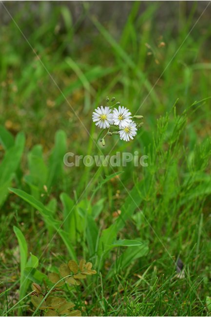 선씀바귀,야생화,꽃,식물,자연,생태,플라워,flower,plants,nature,식물,자연,plants,nature,꽃,flower