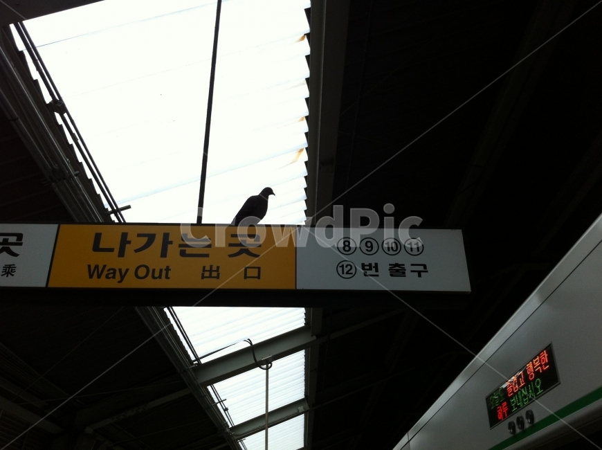 지하철,나가는곳,비둘기,출구,하늘,동물,animal,조류,새,birds,교통,교통수단,traffic,transportation,architecture,건축물,building,건물,window,창문