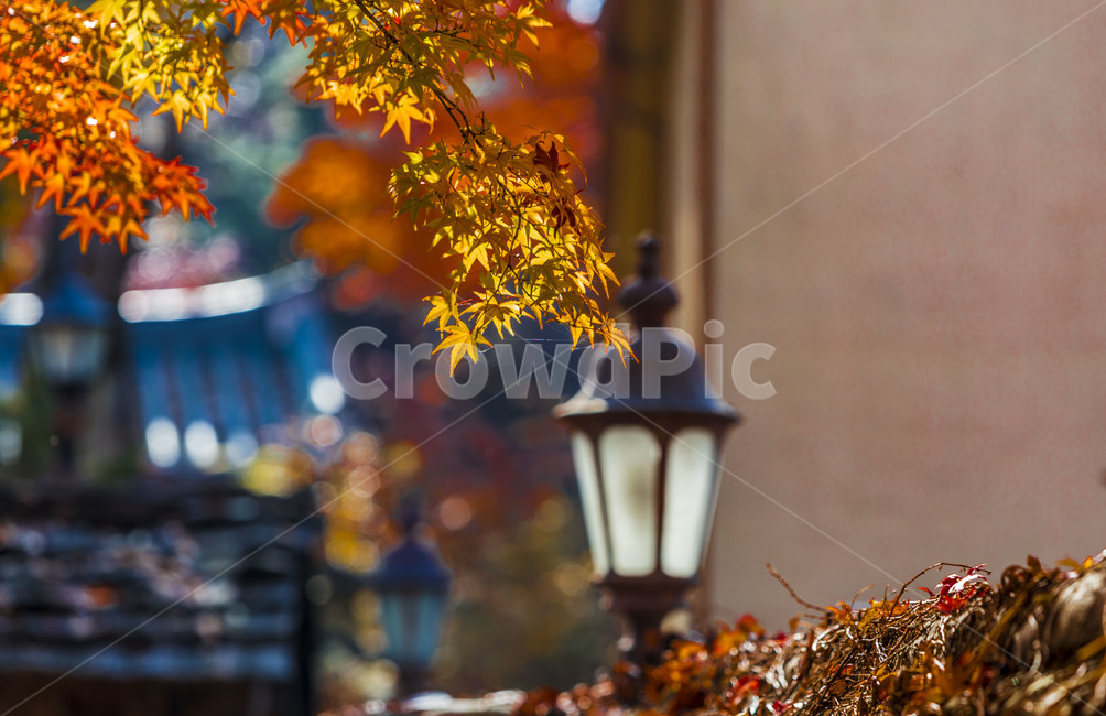 가을,낙엽,단풍,가로등,감성,무늬,전통담,가을,계절,fall,autumn,season,leaf,잎,plant,식물