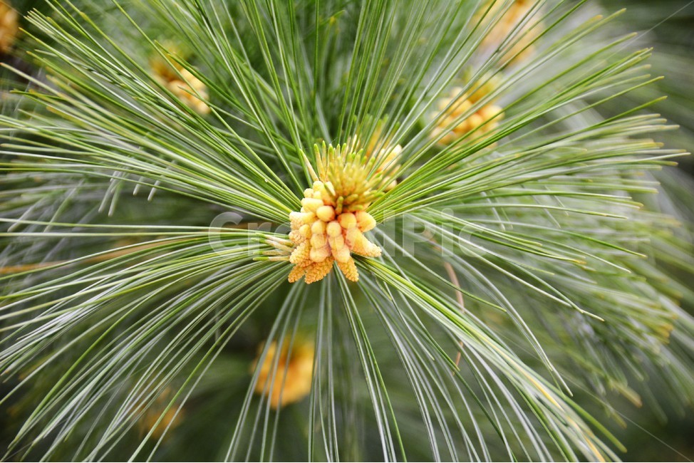 나무,식물,자연,꽃,숲속,식물,자연,plants,nature