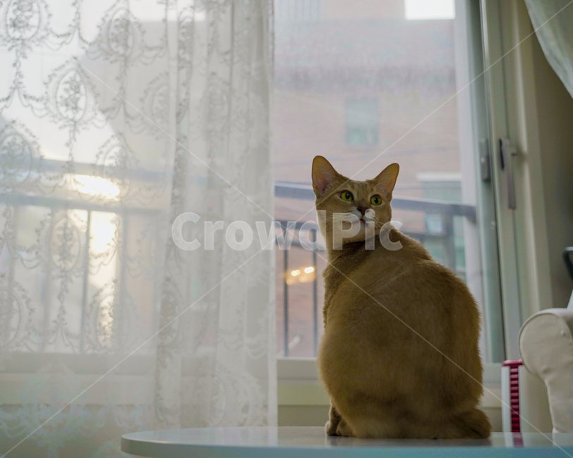 homedecor,mammal,포유류,pet,고양이,cat,abyssinian,animal,동물,아비시니안,반려묘,동물,animal,포유류,mammal,고양이,cat,kitten,kitty