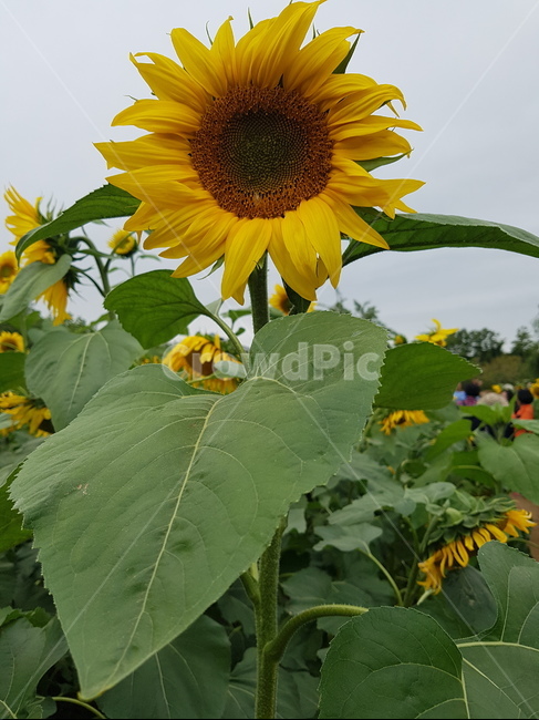 해바라기,노란꽃,노랑꽃,꽃,식물,자연,꽃잎,힐링,산책,여유,휴식,flower,nature,heeling,rest,하늘,sky