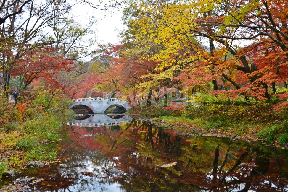 tree,나무,plant,식물,maple,leaf,잎,water,물,nature,자연,outdoors,옥외,고창,선운사,선운사가을,도솔천,가을,계절,추색,만추,단풍,반영,가을,계절,fall,autumn,season