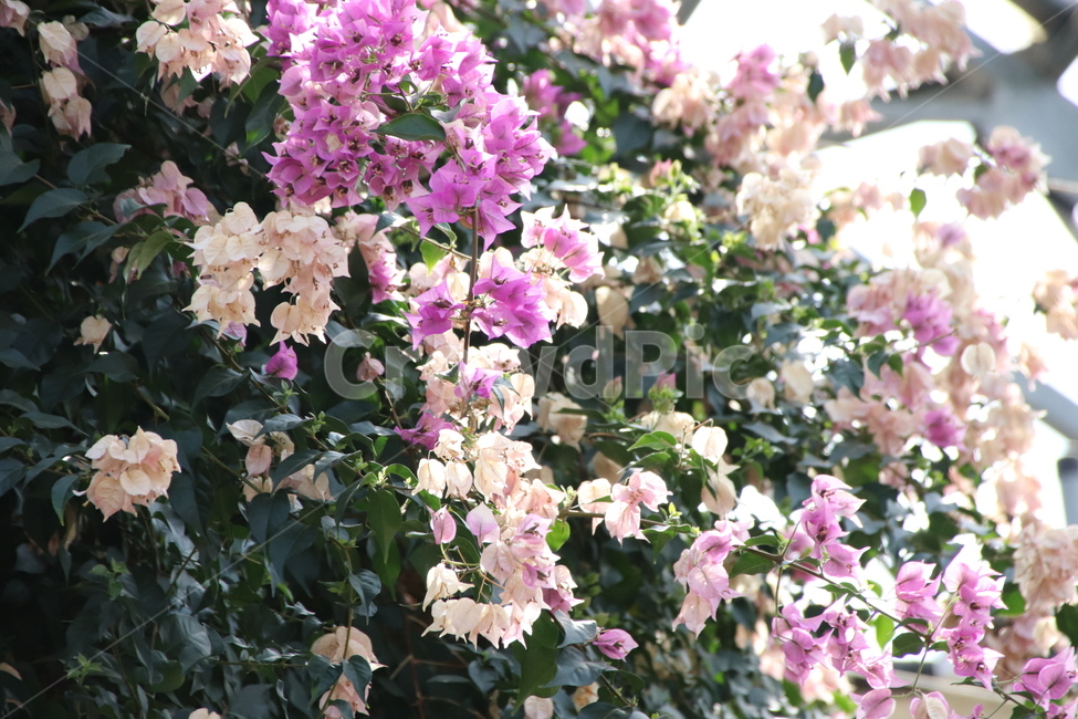 자연,풍경,수목원,꽃,봄,식물,자연,plants,nature,꽃,flower