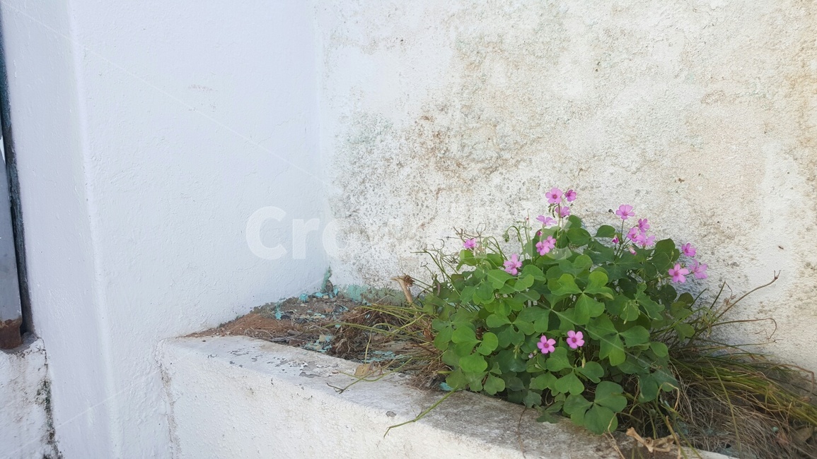 flower,blossom,꽃,plant,식물