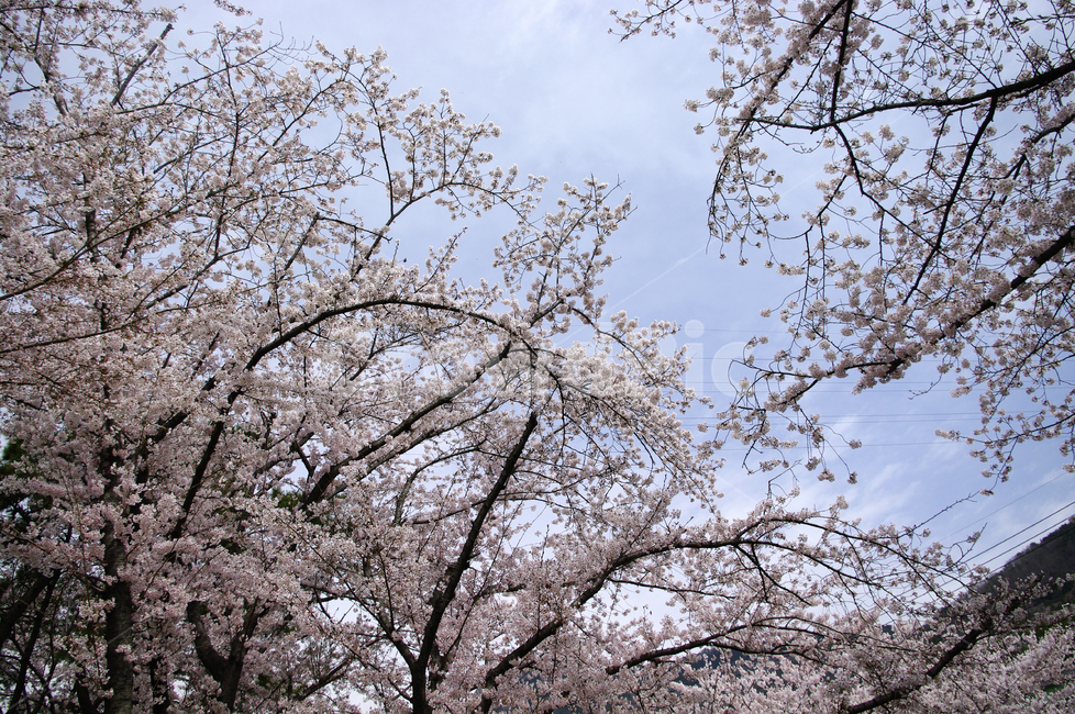 벚꽃,나무,봄,꽃,식물,하늘,봄,계절,spring,season,plant