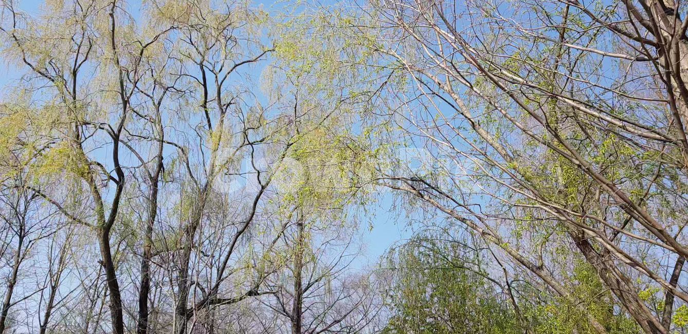 봄,벚꽃,blossom,나무,flower,식물,plant,꽃