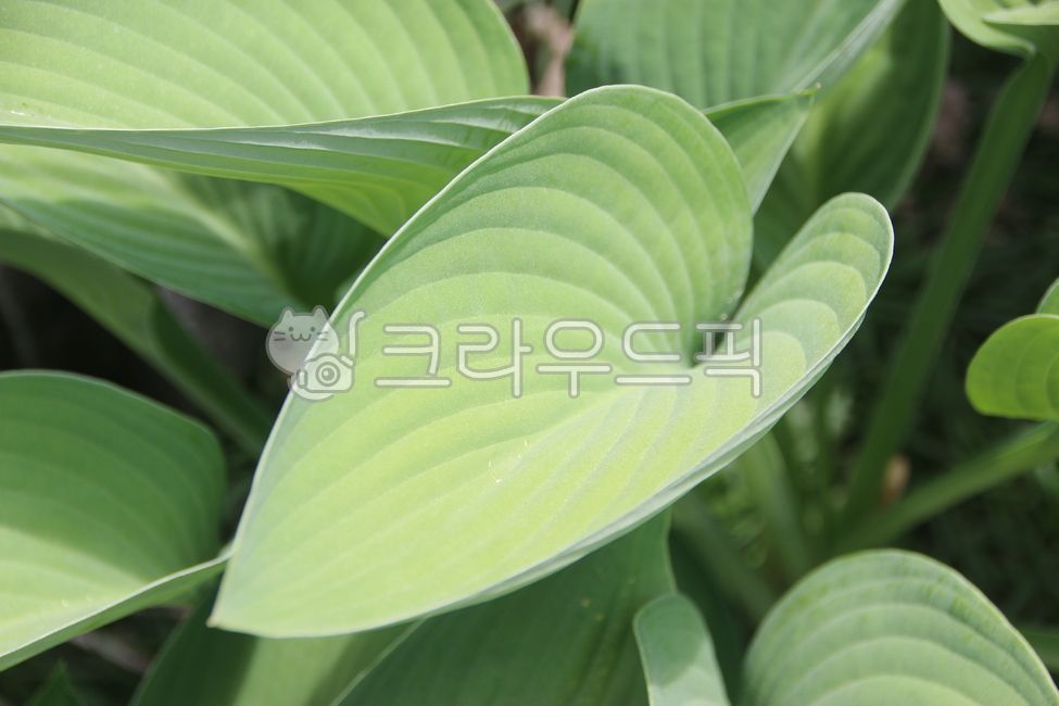 옥잠화, 잎새, leaf, 잎, flower, 사진,이미지,일러스트,캘리그라피 - 푸른이파리작가