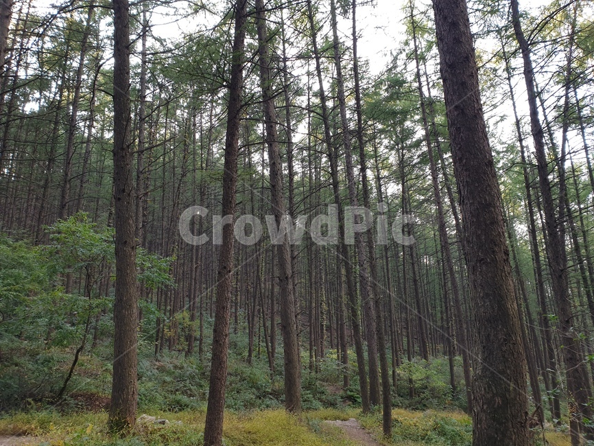 tree,나무,식물,plant,산,숲,경치