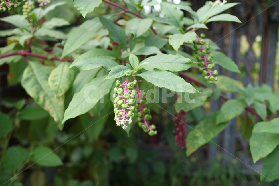 열매,식물,plant,leaf,잎,자연,야외