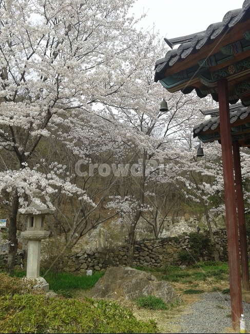 여수,흥국사,영취산,이교관,벚꽃,봄,계절,spring,season,한국전통,한국문화,korean traditional,korean culture,식물,자연,plants,nature,나무,trees,wood