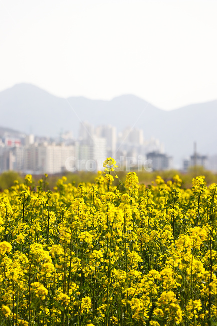 꽃,flower,식물,blossom,field,grassland,자연,nature,옥외,outdoors,farm,농장,meadow,목초지,countryside,농촌,식물,자연,plants,nature,꽃,flower