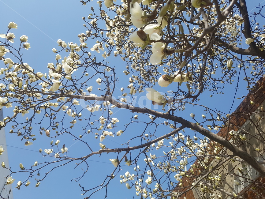 봄,spring,꽃,flower,목련,목련꽃,봄,계절,spring,season,식물,자연,plants,nature,꽃,flower,plant