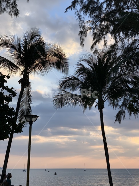 태국,끄라비,일몰,선셋,tree,나무,plant,식물,arecaceae,palmtree,야자수,sunset
