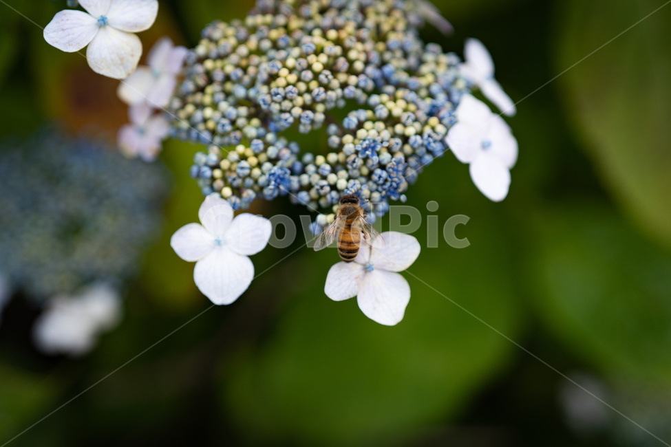 수국,꽃,벌,산수국,꽃잎,bee,곤충,여름,식물,자연,plants,nature,flower,감성
