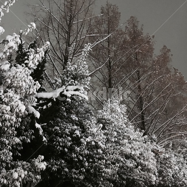 겨울,한겨울,자연,나무,눈,옥외,nature,snow,winter,tree,겨울,계절,winter,season