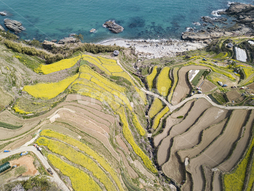다랭이논,남해,바다,유채밭,nature,자연,landscape,경치,풍경,scenery,옥외,outdoors,조감도,aerialview