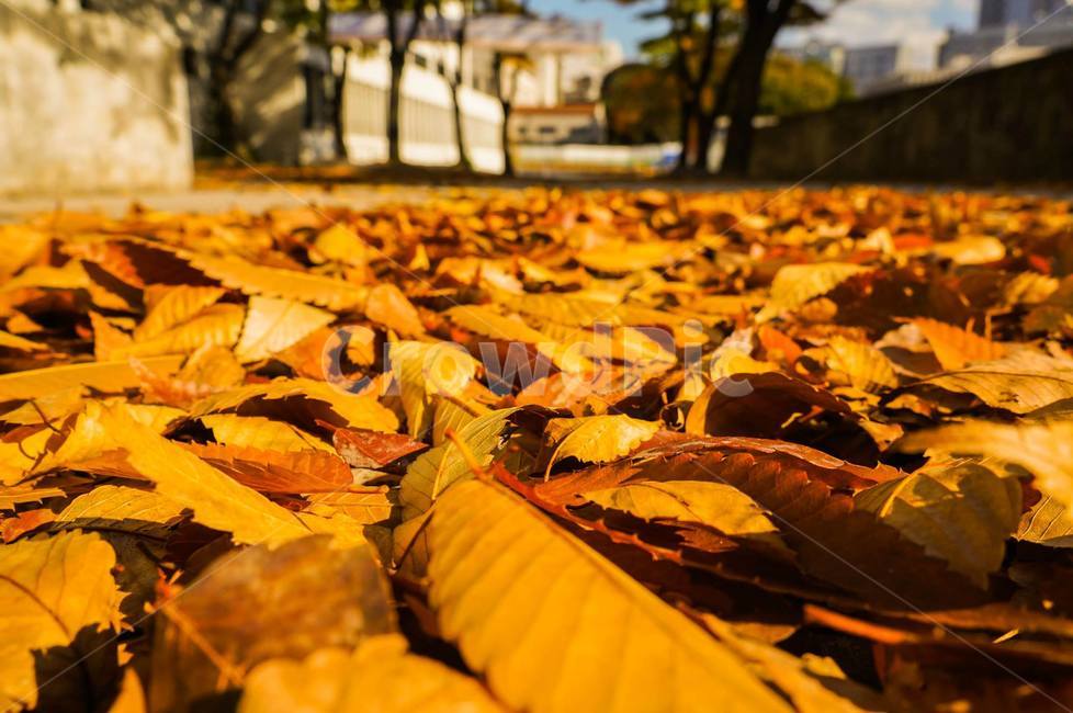 낙엽,식물,바닥,낙엽바닥,가을,가을낙엽,가을,계절,fall,autumn,season