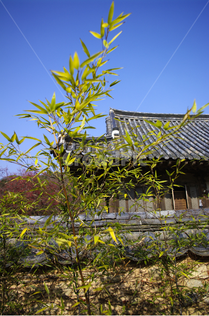 지붕,기와지붕,전통,나무,담,한국전통,한국문화,korean traditional,korean culture,건축물,건물외관,exterior,building,structure,architecture,construction