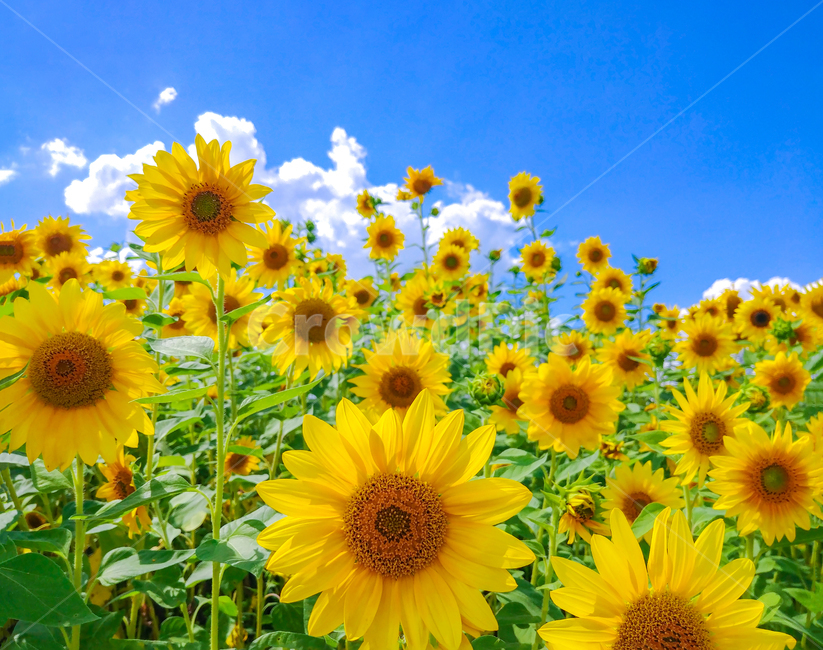 식물,꽃,sunflower,해바라기,시흥갯골공원