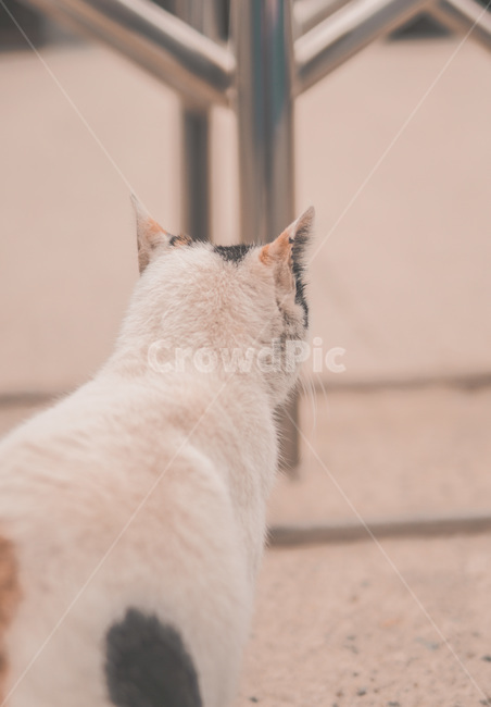 고양이,길고양이,뒷모습,고양이뒷모습,귀여움