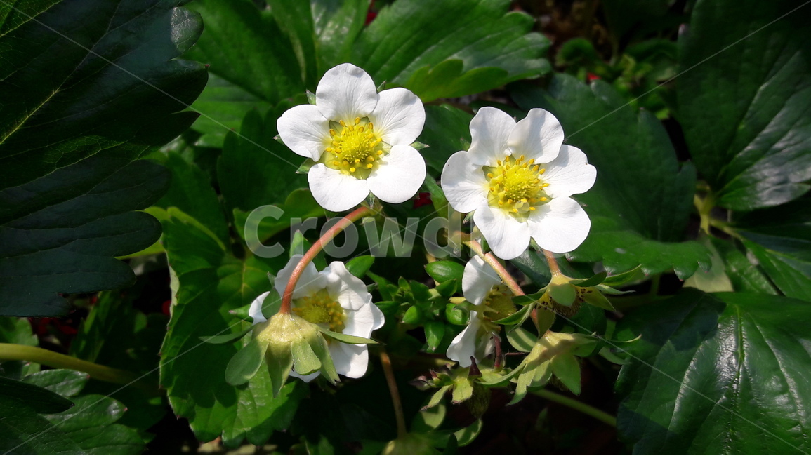 꽃,딸기,우정,애정,고양국제꽃박람회,식물,자연,plants,nature,꽃,flower