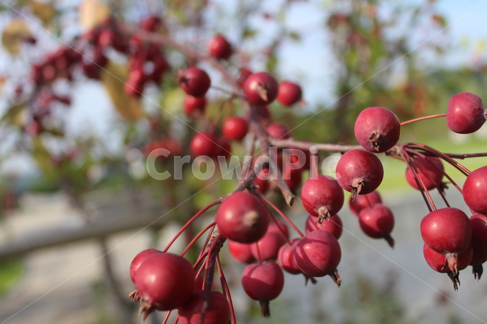 빨간색,빨간사과,작은열매,red,가을,과일,열매,fruit