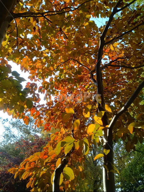 가을,단풍,낙엽,maple,plant,식물,단풍나무,단풍잎,leaf,잎,tree,나무,계절,fallautumnseason,가을단풍,자연,풍경,경치,가을,계절,fall,autumn,season,식물,자연,plants,nature,나무,trees,wood