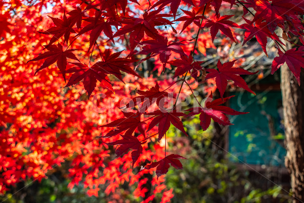 단풍잎,단풍나무,가을,나무잎,fall,autumn,가을,계절,fall,autumn,season,leaf,잎,plant,식물,tree,나무,maple,단풍