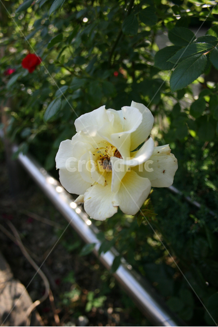 장미,장미덩쿨,식물,flower,plants,nature,꽃,꽃봉오리,식물,자연,plants,nature,꽃,flower